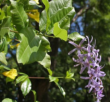 Petrea volubilis 5 flower
