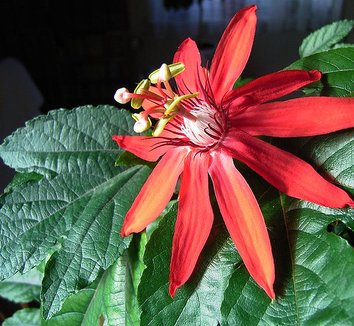Passiflora vitifolia 1 flower