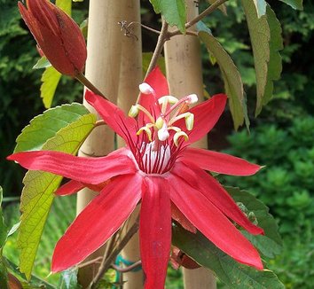 Passiflora vitifolia 2 flower
