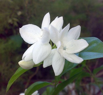Jasminum sambac 2 flower