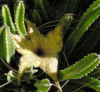 Stapelia gigantea 6 flower