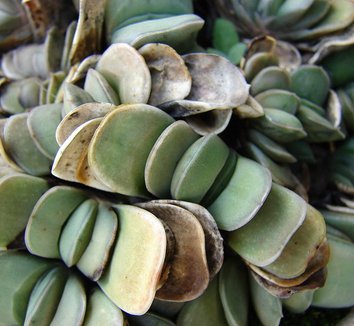 Gasteria glomerata 4