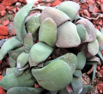 Gasteria glomerata 3