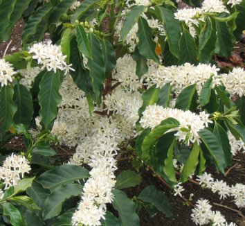 Coffea arabica 4