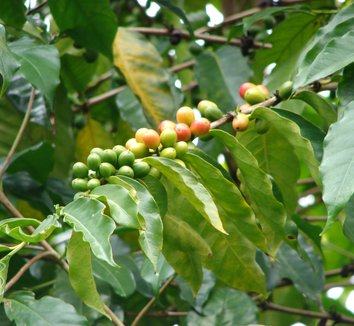 Coffea arabica 5