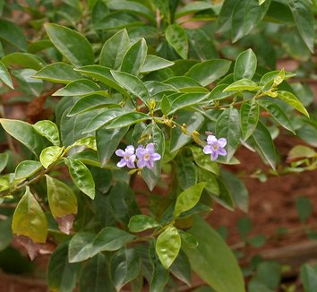 Duranta erecta 1 flower