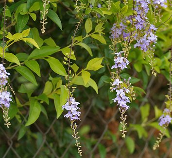 Duranta erecta 2 flower