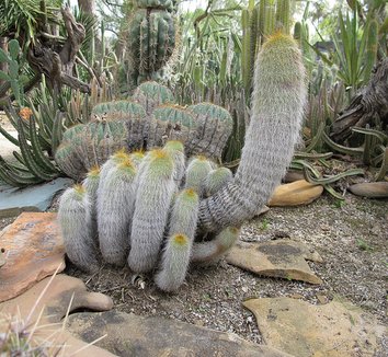 Parodia leninghausii 6 form