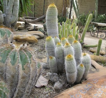 Parodia leninghausii 4 form