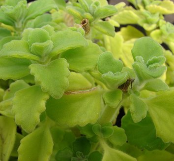 Plectranthus amboinicus 1