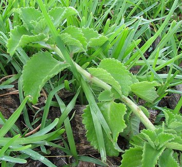 Plectranthus amboinicus 6