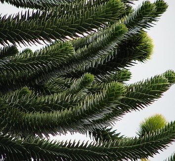 Araucaria araucana 16 form