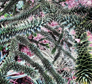 Araucaria araucana 24