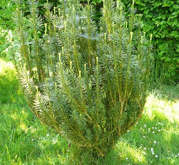 Cephalotaxus harringtonia 'Fastigiata' 1 form