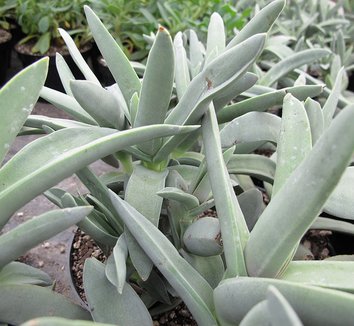 Crassula falcata 4