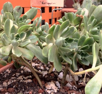 Aichryson x aizoides var. domesticum 'Variegatum' 1 form