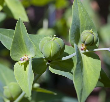 Euphorbia lathyris 1
