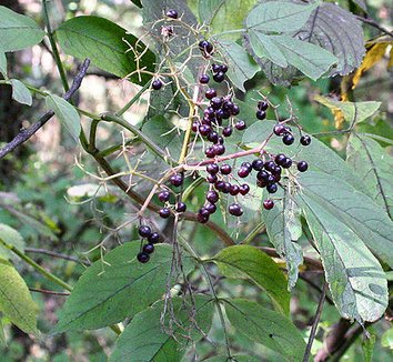 Sambucus canadensis 5