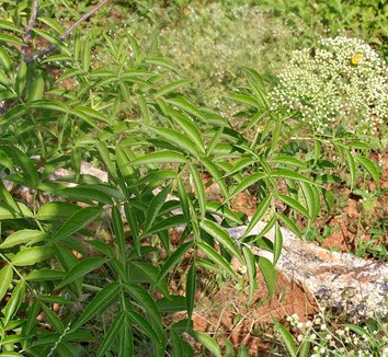 Sambucus canadensis 1 flower