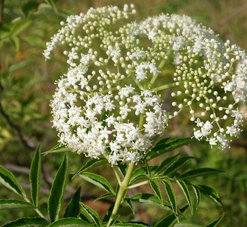 Sambucus canadensis 4 flower