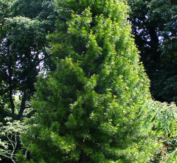 Sciadopitys verticillata 3 form