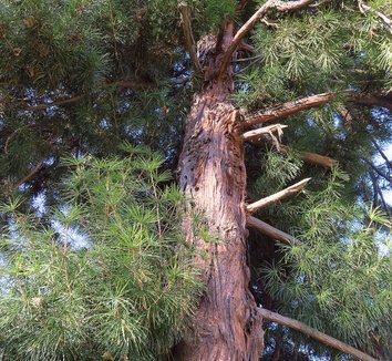 Sciadopitys verticillata 15 trunk