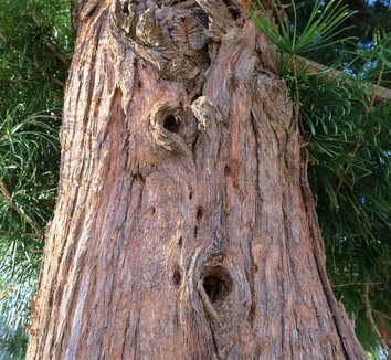 Sciadopitys verticillata 14 trunk