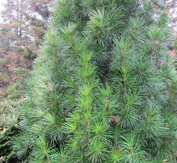 Sciadopitys verticillata 17