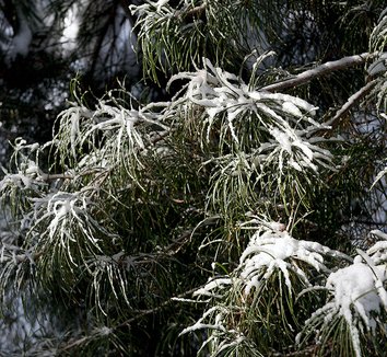 Sciadopitys verticillata 19