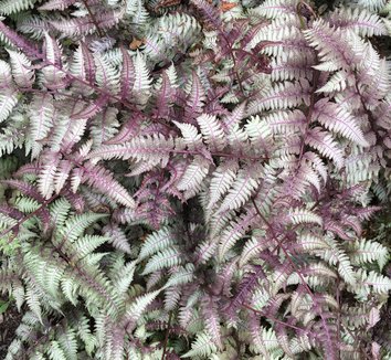 Anisocampium niponicum var. pictum 12