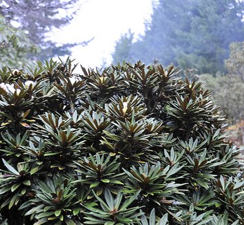 Rhododendron globigerum 9 form