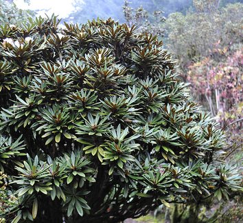 Rhododendron globigerum 1 form