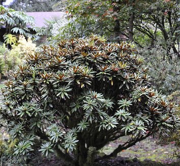 Rhododendron globigerum 8 form