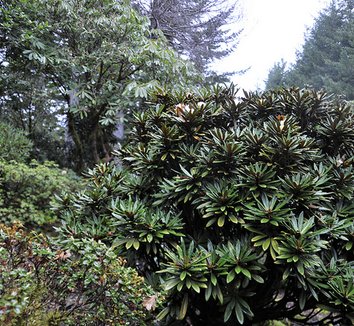 Rhododendron globigerum 6 form