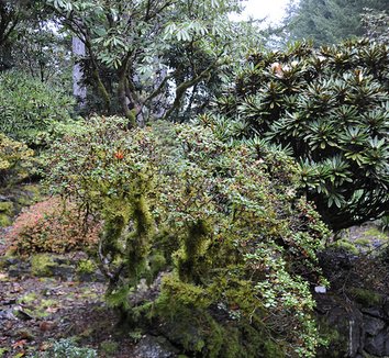 Rhododendron globigerum 5