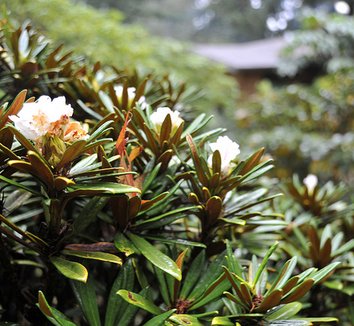 Rhododendron globigerum 3 flower
