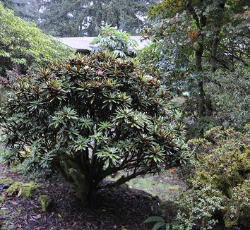 Rhododendron globigerum 11 form