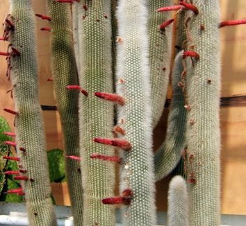 Cleistocactus hyalacanthus 2 flower