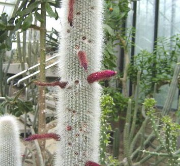 Cleistocactus hyalacanthus 3 flower