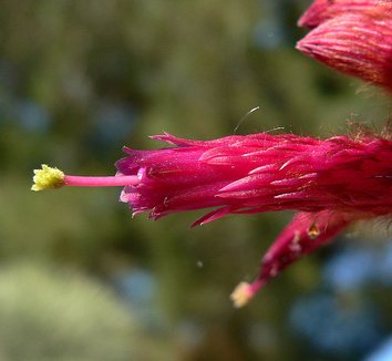 Cleistocactus hyalacanthus 4 flower