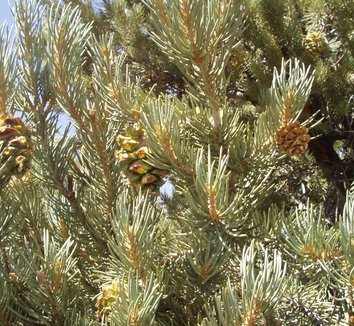Pinus monophylla 1 cones