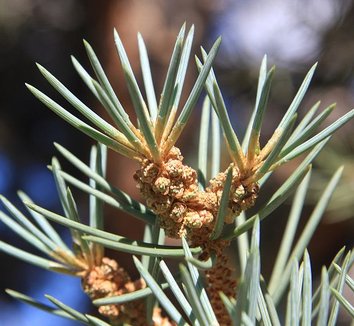 Pinus monophylla 6