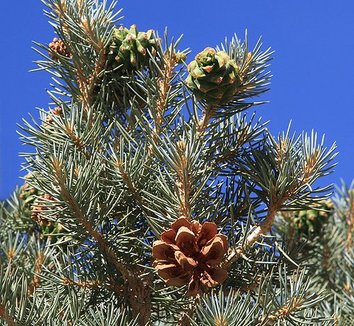 Pinus monophylla 5 cones