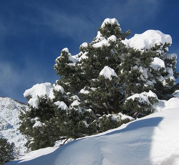Pinus monophylla 4 form