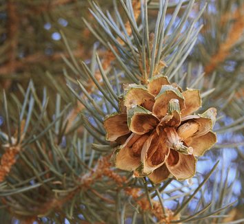 Pinus monophylla 2 cones