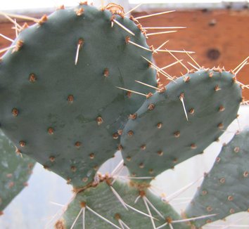 Opuntia macrorhiza ssp. pottsii 5