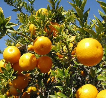 Citrus aurantium var. myrtifolia 1