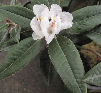 Rhododendron pachysanthum 1 flower