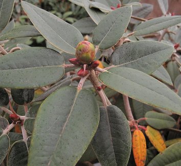 Rhododendron pachysanthum 2