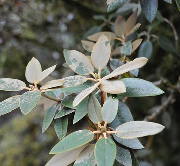 Rhododendron pachysanthum 4